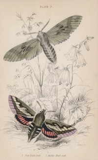Сосновый бражник и языкан мареновый (1. Pine Hawk-moth 2. Madder Hawk-moth (англ.)) (лист 7 тома XL "Библиотеки натуралиста" Вильяма Жардина, изданного в Эдинбурге в 1843 году)