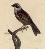 Овсянка-ремез (Parus pendulinus (лат.)) (лист из альбома литографий "Галерея птиц... королевского сада", изданного в Париже в 1822 году)