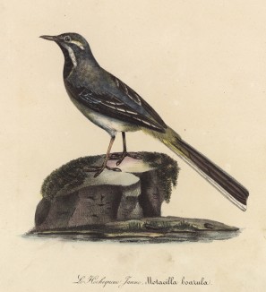 Трясогузка горная (лист из альбома литографий "Галерея птиц... королевского сада", изданного в Париже в 1825 году)