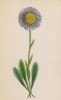 Астра альпийская (Aster alpinus (лат.)) (лист 200 известной работы Йозефа Карла Вебера "Растения Альп", изданной в Мюнхене в 1872 году)