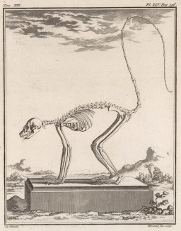 Скелет с хвостом (лист XVII иллюстраций к тринадцатому тому знаменитой "Естественной истории" графа де Бюффона, изданному в Париже в 1765 году)