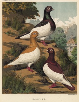 Голуби-сороки разных окрасов (из знаменитой "Книги голубей..." Роберта Фултона, изданной в Лондоне в 1874 году)