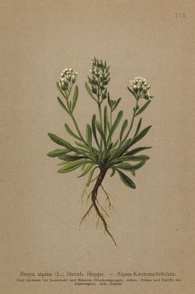 Брайя альпийская (Braya alpina (лат.)) (из Atlas der Alpenflora. Дрезден. 1897 год. Том II. Лист 175)