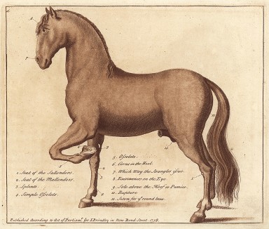 Места на теле лошади, которые необходимо регулярно осматривать на наличие поражений и заболеваний. Часть 3. Лондон, 1758