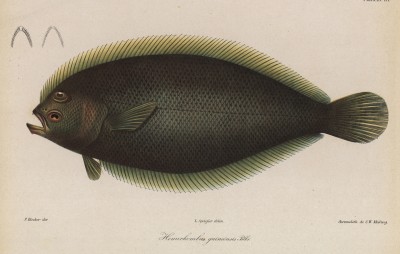Гвинейская камбала из семейства Paralichthyidae (Hemirhombus guineensis (лат.)) (лист III великолепной работы Memoire sur les poissons de la côte de Guinée, изданной в Голландии в 1863 году)