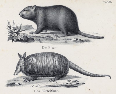 Бобр и гигантский броненосец (лист 33 первого тома работы профессора Шинца Naturgeschichte und Abbildungen der Menschen und Säugethiere..., вышедшей в Цюрихе в 1840 году)