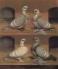 Голуби ледовые: уральский и сибирский, серебристый и голубой (из знаменитой "Книги голубей..." Роберта Фултона, изданной в Лондоне в 1874 году)
