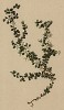 Песчанка двуцветковая (Arenaria biflora (лат.)) (из Atlas der Alpenflora. Дрезден. 1897 год. Том II. Лист 109)