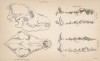 Строение черепа и челюстей русского волка (лист 33 тома IV "Библиотеки натуралиста" Вильяма Жардина, изданного в Эдинбурге в 1839 году)