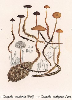 Стробилюрус сочный или съедобный, Collybia esculenta Wulf. (лат.). Дж.Бресадола, Funghi mangerecci e velenosi, т.I, л.71. Тренто, 1933