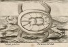 Черепаха болотная (лист из альбома Nova raccolta de li animali piu curiosi del mondo disegnati et intagliati da Antonio Tempesta... Рим. 1651 год)