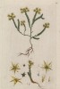 Очиток, или грыжная трава, или лихорадочная трава, или седум (Sedum (лат.)) — род суккулентных растений из семейства толстянковые (лист 232 "Гербария" Элизабет Блеквелл, изданного в Нюрнберге в 1757 году)
