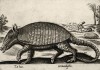 Гигантский броненосец (лист из альбома Nova raccolta de li animali piu curiosi del mondo disegnati et intagliati da Antonio Tempesta... Рим. 1651 год)