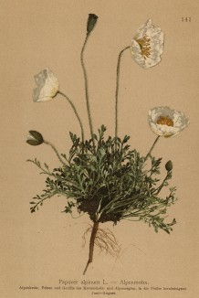 Мак альпийский, обитающий и в Пиренеях (Papaver alpinum (лат.)) (из Atlas der Alpenflora. Дрезден. 1897 год. Том II. Лист 141)