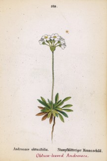 Проломник туполистный (Androsace obtusifolia (лат.)) (лист 339 известной работы Йозефа Карла Вебера "Растения Альп", изданной в Мюнхене в 1872 году)