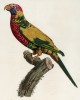 Разновидность синеголового ожерелового попугая (лист 27 иллюстраций к первому тому Histoire naturelle des perroquets Франсуа Левальяна. Изображения попугаев из этой работы считаются одними из красивейших в истории. Париж. 1801 год)