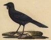 Кокако, или гуйя-органист, или скворец новозеландский (Callaeas cinerea (лат.)) (лист из альбома литографий "Галерея птиц... королевского сада", изданного в Париже в 1822 году)