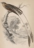 Четверокрыл африканский (Macrodipteryx Africanus (лат.)) (лист 5 тома XXIII "Библиотеки натуралиста" Вильяма Жардина, изданного в Эдинбурге в 1843 году)