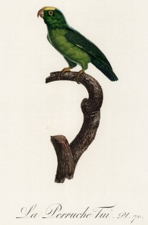 Попугайчик Туи (лист 70 иллюстраций к первому тому Histoire naturelle des perroquets Франсуа Левальяна. Изображения попугаев из этой работы считаются одними из красивейших в истории. Париж. 1801 год)