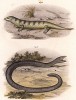 Сцинки Scincus officinalis и Acontias meleagris (лат.) (из Naturgeschichte der Amphibien in ihren Sämmtlichen hauptformen. Вена. 1864 год)