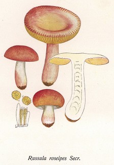 Cыроежка розовоногая, Russula roseipes Secr. (лат.). По некоторым данным съедобен, по другим - нет. Дж.Бресадола, Funghi mangerecci e velenosi, т.II, л.129. Тренто, 1933