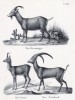 Домашний козёл и его дикие родственники (лист 67 первого тома работы профессора Шинца Naturgeschichte und Abbildungen der Menschen und Säugethiere..., вышедшей в Цюрихе в 1840 году)