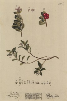 Толокнянка (Arctostaphylos (лат.)), или "медвежьи ушки"; растение, живущее в арктическом и субарктическом климате (лист 592 "Гербария" Элизабет Блеквелл, изданного в Нюрнберге в 1760 году)