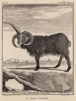 Баран из Исландии (до острова художник не доплыл и добавил барану третий рог) (лист XLVII иллюстраций к четвёртому тому знаменитой "Естественной истории" графа де Бюффона, изданному в Париже в 1753 году)