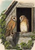 Две совы-сипухи в 1/3 натуральной величины (лист LIX красивой работы Оскара фон Ризенталя "Хищные птицы Германии...", изданной в Касселе в 1894 году)