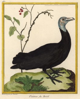 Бразильский гриф (из Table des Planches Enluminées d'Histoire Naturelle de M. D'Aubenton (фр.). Утрехт. 1783 год (лист 187))