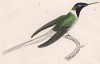 Единственная в мире птица, способная летать назад. Колибри Trochillus Cornutus (лат.) (лист 22 тома XVII "Библиотеки натуралиста" Вильяма Жардина, изданного в Эдинбурге в 1833 году)