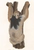 Гигантский ленивец, рисованный с натуры (из работы "Естественная история Бразилии" почётного члена Российской академии наук принца Максимилиана фон Вид-Нойвида. Веймар. 1824 год)