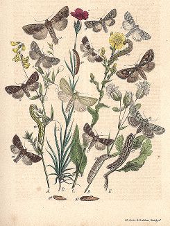 Бабочки семейства ночниц. "Книга бабочек" Фридриха Берге, Штутгарт, 1870. 