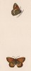 Бабочка сенница обыкновенная, или сенница памфил, или малый жёлтый сатир (лат. Papilio pamphilus). History of British Butterflies Френсиса Морриса. Лондон, 1870, л.21