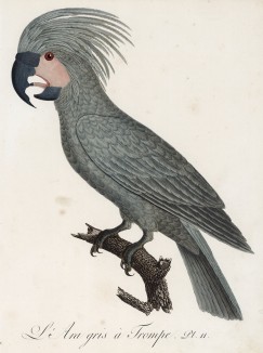 Ара серый (лист 10 иллюстраций к первому тому Histoire naturelle des perroquets Франсуа Левальяна. Изображения попугаев из этой работы считаются одними из красивейших в истории. Париж. 1801 год)