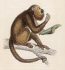 Арагуато, или обезьяна--ревун (Mycetes ursinus (лат.)), обитающая в Южной Америке (лист 19 тома II "Библиотеки натуралиста" Вильяма Жардина, изданного в Эдинбурге в 1833 году)