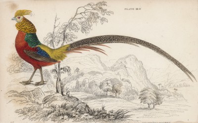 Золотой фазан (Phasanius pictus (лат.)) (лист 18* тома XX "Библиотеки натуралиста" Вильяма Жардина, изданного в Эдинбурге в 1834 году)