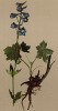 Живокость высокая Delphinium elatum (лат.)), или дельфиниум альпийский (из Atlas der Alpenflora. Дрезден. 1897 год. Том II. Лист 120)