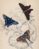 Бабочки 1,2. Erycina Melibaeus 3. Loxura Alcides (лат.) (лист 25 XXXVI тома "Библиотеки натуралиста" Вильяма Жардина, изданного в Эдинбурге в 1837 году)