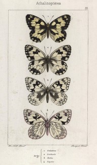 Бабочки рода пестроглазки. Arge Galathea (1), Lashesis (2), Clotho (3), Psyhe (4) (лат.) (лист 33)