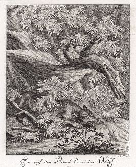 Волк, подстерегающий добычу. Гравюра Иоганна Элиаса Ридингера из Entwurff Einiger Thiere ..., Аугсбург, 1740. 
