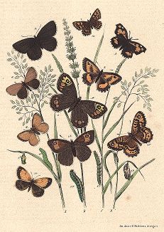 Бабочки-сатириды: крупноглазки, буроглазки и сенницы. "Книга бабочек" Фридриха Берге, Штутгарт, 1870. 