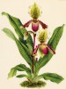 Орхидея CYPRIPEDIUM x MISS LOUISA FOWLER (лат.) (лист DCCXCVI Lindenia Iconographie des Orchidées - обширнейшей в истории иконографии орхидей. Брюссель, 1903)