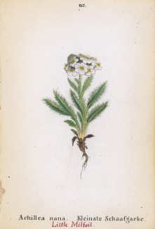 Тысячелистник карликовый (Achillea nana (лат.)) (лист 217 известной работы Йозефа Карла Вебера "Растения Альп", изданной в Мюнхене в 1872 году)