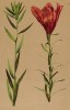 Лилия луковиценосная (Lilium bulbiferum L. (лат.)) (из Atlas der Alpenflora. Дрезден. 1897 год. Том I. Лист 57)