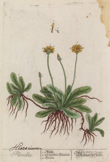 Ястребинка волосистая (Hieracium pilosella (лат.)) — многолетнее травянистое растение семейства астровые (лист 365 "Гербария" Элизабет Блеквелл, изданного в Нюрнберге в 1757 году)