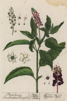 Лаконос (Phytolacca (лат.) — род многолетних травянистых растений семейства лаконосовые (Phytolaccaceae). В садоводстве известен под названием фитолакка (лист 515 "Гербария" Элизабет Блеквелл, изданного в Нюрнберге в 1760 году)