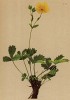 Лапчатка крупноцветная (Potentilla grandiflora (лат.)) (из Atlas der Alpenflora. Дрезден. 1897 год. Том III. Лист 222)