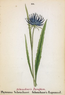 Кольник Шейхцера (Phyteuma Scheuchzeri (лат.)) (лист 251 известной работы Йозефа Карла Вебера "Растения Альп", изданной в Мюнхене в 1872 году)