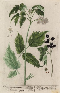 Воронец колосистый (Actaea spicata (лат.)) (лист 565 "Гербария" Элизабет Блеквелл, изданного в Нюрнберге в 1760 году)